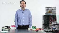 Why Are Sugar Gliders Illegal in Some States? Instructional Video