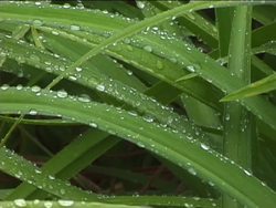 Exploring Grassland Biomes: Summing Up Instructional Video