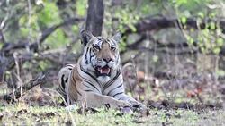 A tiger cub sitting inside Pench national park waiting for his mother to return on a hot summer day during a wildlife safari Stock Footage