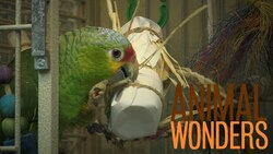 Parrots Love Toys Instructional Video
