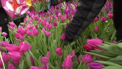 Free flowers as Amsterdam marks National Tulip Day Instructional Video