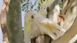 These Sun Conures Have Big Voices For Being So Small! Instructional Video