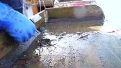 Shellfish workers in Cornwall News Clip