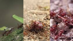 I WONDER - What Do Ants Eat? Me Pregunto - Qué Comen Las Hormigas? Instructional Video