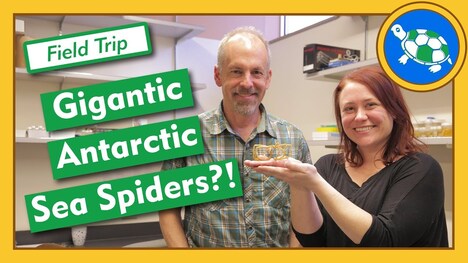 Why Are Antarctic Sea Spiders So Big? - Field Trip
