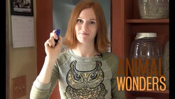 Clicker Training Instructional Video