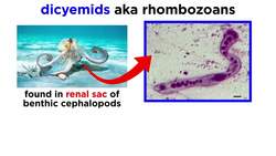 Phyla Orthonectida and Dicyemida: Mesozoans Instructional Video