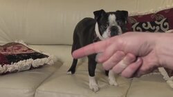 How to Protect Your Furniture from Pets Instructional Video