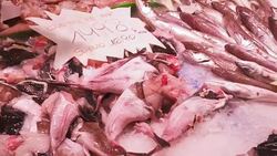 Vendor laying out fresh sea fish on ice at counter market Stock Footage