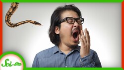 Maybe Yawning Protects You From...Snakes? Instructional Video
