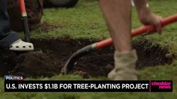 U.S. Invests $1.1B for Tree-Planting Project News Clip
