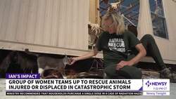 A Disaster Group Is Helping Animals Left Behind After Hurricane Ian News Clip