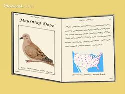 How to Identify Birds: The Mourning Dove Instructional Video