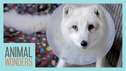 Another Surgery For Cas The Fox Instructional Video