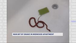 Midwood man bitten by snake he found in his bathroom News Clip