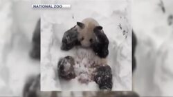Panda plays in the snow News Clip