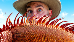 Would You Enter the Dragon Infested Island? Instructional Video