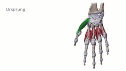 Musculus abductor pollicis brevis Instructional Video