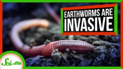 North America’s Destructive, Invasive… Earthworms Instructional Video
