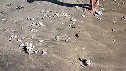 Girl picking up coral stones at Crytal Bay beach at Nusa Penida Island, Indonesia Stock Footage