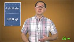 The Beginning of the End of North Atlantic Right Whales? | SciShow News Instructional Video