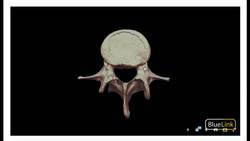 Detailed Anatomy of General Vertebrae Instructional Video
