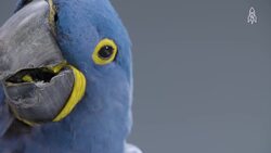 The plight of the hyacinth macaw Instructional Video