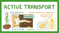 GCSE Biology - Active Transport #9 Instructional Video