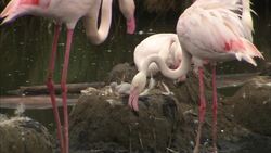 How Pink Flamingos Nest and Care For Their Young Instructional Video