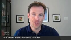 Coral reefs experiencing mass bleaching event News Clip
