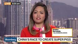 China’s Race to Create Super Pigs News Clip