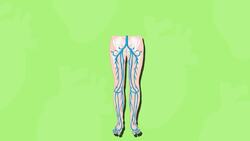 High Five Facts - Veins and Arteries Instructional Video