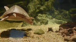 aquatic organisms Stock Footage