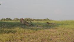 Elephant herd chasing cheetach mother and 3 cubs in the Mashatu Game Reserve, Botswana. Instructional Video