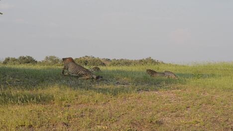 Elephant herd chasing cheetach mother and 3 cubs in the Mashatu Game Reserve, Botswana.