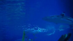 Underwater rays Stock Footage