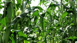 Genetic Engineering: Positives & Negatives of Transgenic Plants Instructional Video