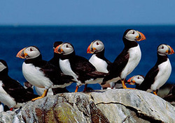 Biosphere Instructional Video