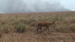 VOICED : Incendios arrasan humedal argentino de Iberá y causan daños incalculables News Clip