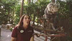 Check Out These Amazing Porcupines And Their Really Sharp Spikes Instructional Video