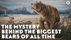The Mystery Behind the Biggest Bears of All Time Instructional Video