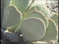 The Great Plains: Grasslands, Wildlife, and the Dust Bowl Instructional Video