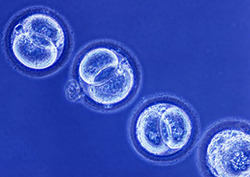 Cell cycle Instructional Video