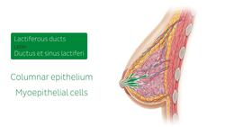 Female breast structure Instructional Video