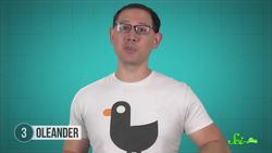 9 Poisonous Plants You Might Have Around Your House Instructional Video