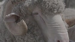 Close up and slow motion of Merino Ram at a ram sale Stock Footage