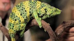 5 Cool Facts about Meller's & Pygmy Chameleons Instructional Video
