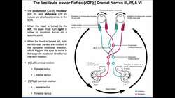 Vestibulo-ocular Reflex (VOR) | Structure & Physiology Instructional Video