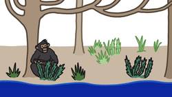 How This River Made Chimps Violent Instructional Video