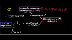Phosphodeoxyribomutase: Physiology, Biochemistry, and Mechanism Instructional Video